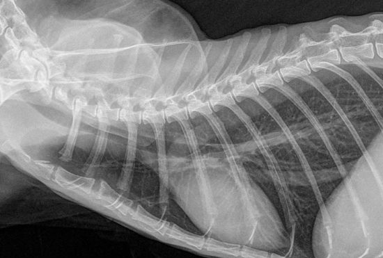 Refresh, Radioprotezione per ASM, ASV, veterinari
